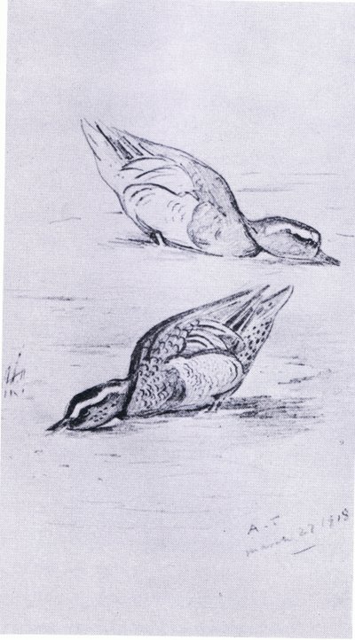 Garganey feeding by Archibald Thorburn